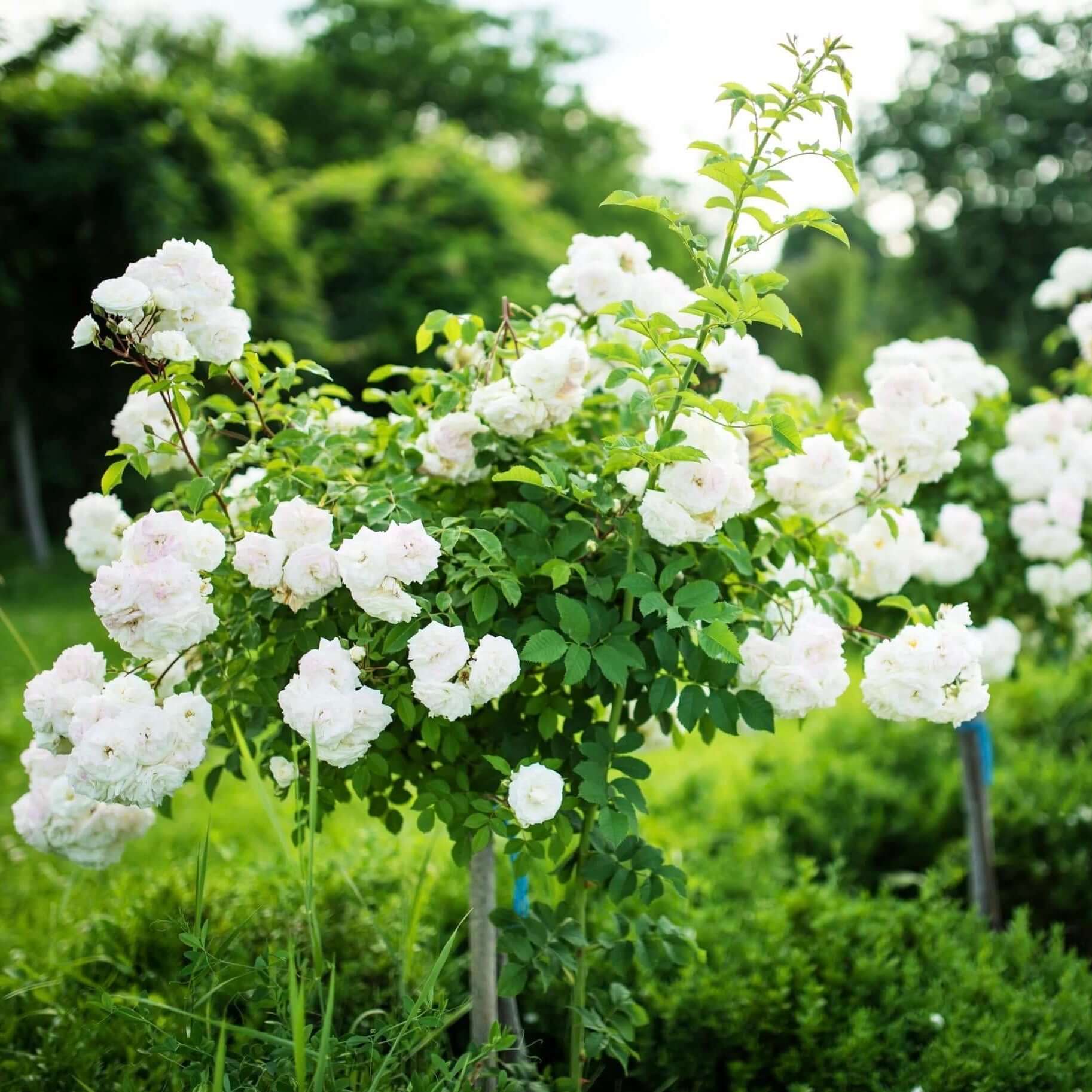White Iceberg Tree Rose (7823953264895)
